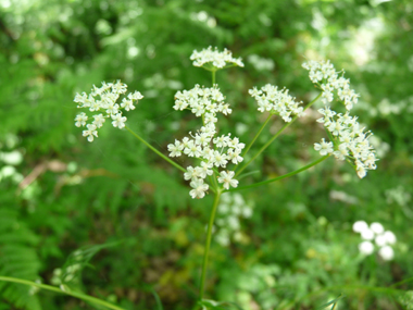 Fleurs blanches groupées en ombelles comportant de 7 à 12 rayons. Agrandir dans une nouvelle fenêtre (ou onglet)